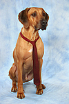 Rhodesian Ridgeback