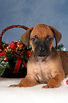 Rhodesian Ridgeback Welpe / rhodesian ridgeback puppy