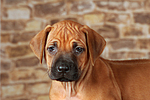 Rhodesian Ridgeback Welpe / rhodesian ridgeback puppy