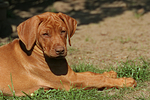 Rhodesian Ridgeback Welpe / rhodesian ridgeback puppy