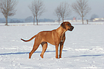 Rhodesian Ridgeback im Schnee / Rhodesian Ridgeback in snow