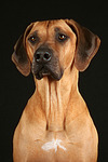 Rhodesian Ridgeback