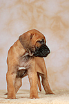 Rhodesian Ridgeback Welpe / rhodesian ridgeback puppy