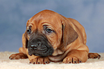 Rhodesian Ridgeback Welpe / rhodesian ridgeback puppy