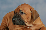 Rhodesian Ridgeback Welpe / rhodesian ridgeback puppy