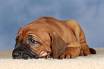 Rhodesian Ridgeback Welpe / rhodesian ridgeback puppy