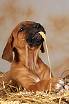 Rhodesian Ridgeback Welpe / rhodesian ridgeback puppy