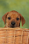 Rhodesian Ridgeback Welpe / rhodesian ridgeback puppy