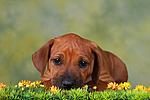 Rhodesian Ridgeback Welpe / rhodesian ridgeback puppy