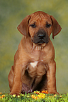 Rhodesian Ridgeback Welpe / rhodesian ridgeback puppy