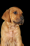 Rhodesian Ridgeback Welpe / rhodesian ridgeback puppy