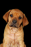 Rhodesian Ridgeback Welpe / rhodesian ridgeback puppy