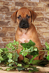 Rhodesian Ridgeback Welpe / rhodesian ridgeback puppy