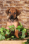 Rhodesian Ridgeback Welpe / rhodesian ridgeback puppy