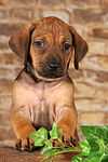 Rhodesian Ridgeback Welpe / rhodesian ridgeback puppy