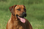 Rhodesian Ridgeback