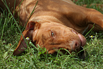 Rhodesian Ridgeback Welpe / rhodesian ridgeback puppy