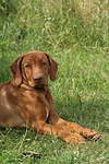 Rhodesian Ridgeback Welpe / rhodesian ridgeback puppy