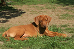 Rhodesian Ridgeback Welpe / rhodesian ridgeback puppy