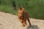 Rhodesian Ridgeback