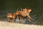 Rhodesian Ridgeback