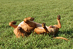 Rhodesian Ridgeback wälzt sich / rolling Rhodesian Ridgeback