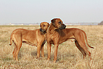 Rhodesian Ridgebacks