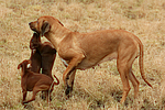 Rhodesian Ridgebacks und Zwergpinscher / rhodesian ridgebacks and miniature pinscher