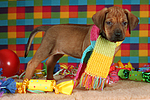 Rhodesian Ridgeback Welpe / rhodesian ridgeback puppy