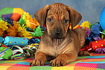 Rhodesian Ridgeback Welpe / rhodesian ridgeback puppy