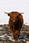 Schottisches Hochlandrind im Winter / highland cattle in winter