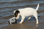 Parson Russell Terrier Welpe / parson russell terrier puppy