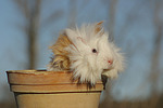 Langhaarmeerschwein / long-haired guninea pig