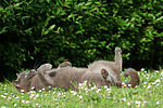 Britisch Kurzhaar Kätzchen / british shorthair kitten