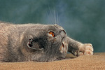 Britisch Kurzhaar / british shorthair