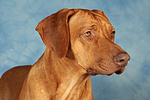 Rhodesian Ridgeback