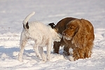 Parson Russell Terrier begegnet Cocker Spaniel / prt and cocker spaniel