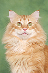 Norwegische Waldkatze / norwegian forestcat