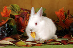 Zwergkaninchen / dwarf rabbit