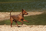 Rehpinscher / miniature pinscher