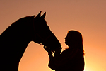 Frau und Warmblut / woman and warmblood