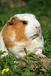 Crested Meerschwein / crested guninea pig
