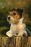 Parson Russell Terrier