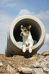 Parson Russell Terrier