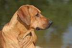 Rhodesian Ridgeback