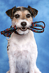 Parson Russell Terrier