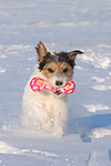 Parson Russell Terrier spielt im Schnee / prt playing in snow