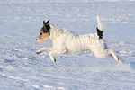 Parson Russell Terrier rennt durch den Schnee / prt running through snow