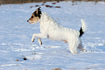 Parson Russell Terrier rennt durch den Schnee / prt running through snow