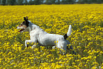 rennender Parson Russell Terrier / running PRT